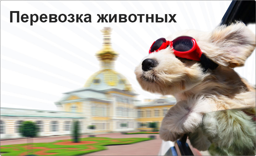 Перевозка животных